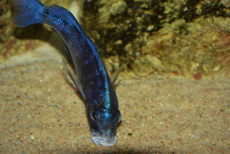 Placidochromis phenochilus 'Mdoka Reef'